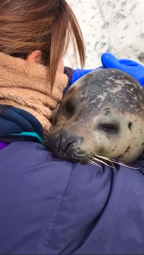 Видео Hiyori The Spotted Seal Gets A Hug Детеныши животных Милые