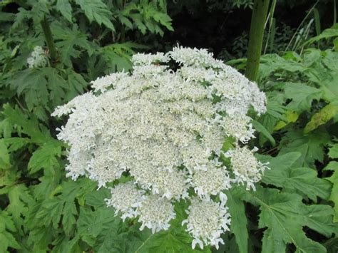 How To Identify Hogweed And Giant Hogweed