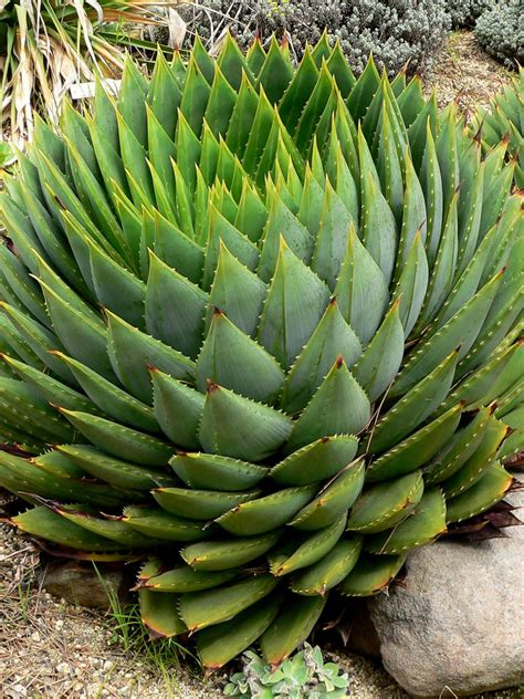 Aloe vera aus gran canaria von aloe farm, terracottatopf! Aloe polyphylla - Spiral Aloe | World of Succulents