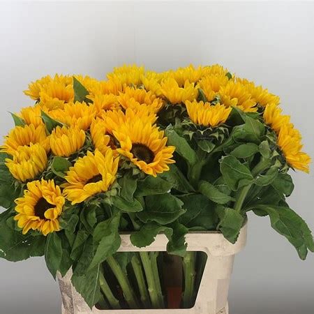 Sunflowers Vincent S Choice Extra 80cm Wholesale Dutch Flowers