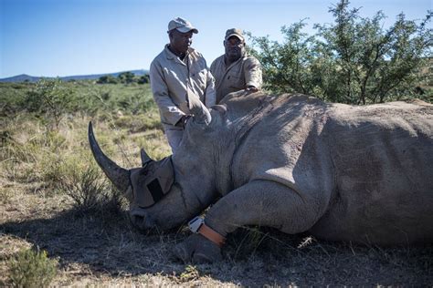 Rhino Poaching South Africa Sees Sharp Rise In Incidents In New