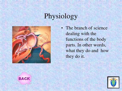Ppt Human Anatomy And Physiology Powerpoint Presentation Free Download
