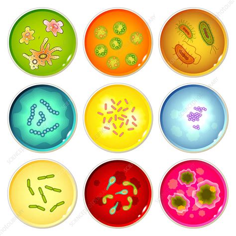 Microbes On Petri Dishes Illustration Stock Image F0198359