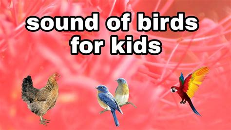 Birds Sound Sound Of Birdsdifferent Types Of Sound Of Birdsas