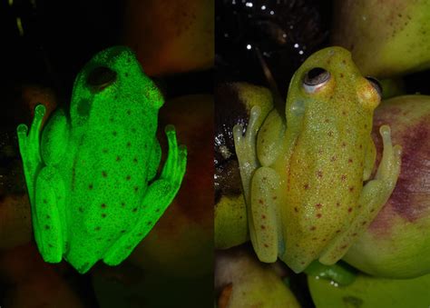 Scientists Discover First Fluorescent Frog The Scientist Magazine®