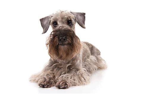 Cesky Terrier Dog Breed Information Dog Breeds Best Apartment Dogs