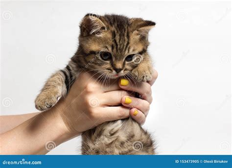 Young Woman Holding A Little Kitten In Her Arms Stock Image Image Of