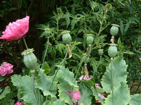 Poppies From Seed Gardeners Tips