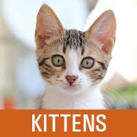 For a male calico kitten to be born, it will need to inherit two x. Adopt a Pet | Lollypop Farm