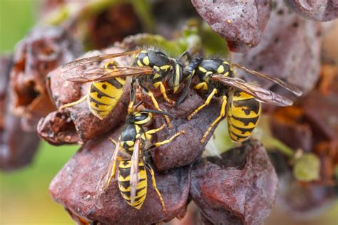 I've not treated the yellow jackets and they went from ground nest first year to a different ground nest plus a basement window the next year. How to get rid of yellow jacket nests in your house ...