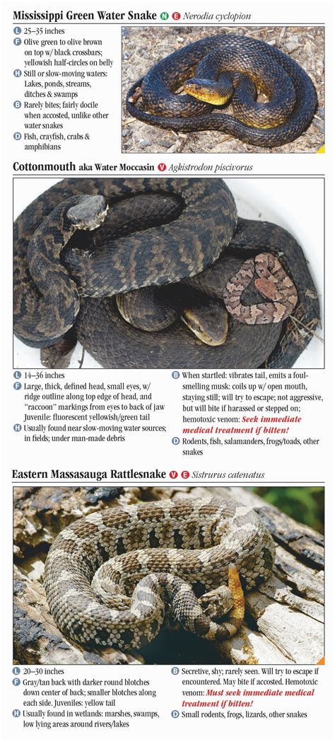 Snakes of Missouri – Quick Reference Publishing Retail