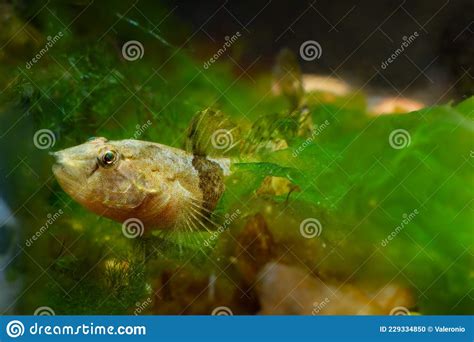 Tubenose Goby Timid Active Gobiidae Dwarf Saltwater Species Spread