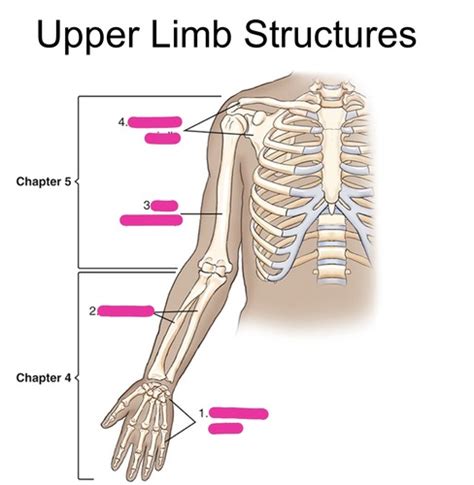 Ch4 Upper Limb Flashcards Quizlet