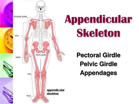 Ppt Appendicular Skeleton Powerpoint Presentation Free Download Id