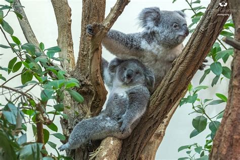 Queensland Koala Tiergarten Schönbrunn