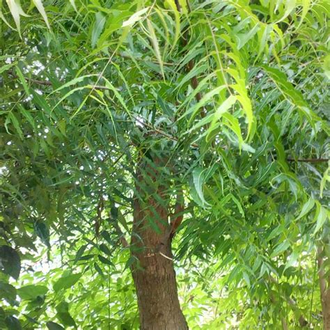 Interesting Facts About The Neem Tree Description And Uses Owlcation
