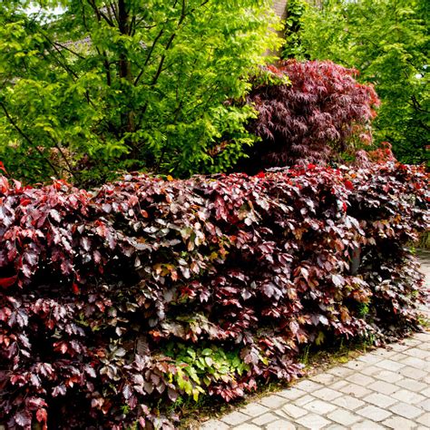 5 Copper Beech 3 4ft Purple Hedging Treesstunning All Year Colour 90