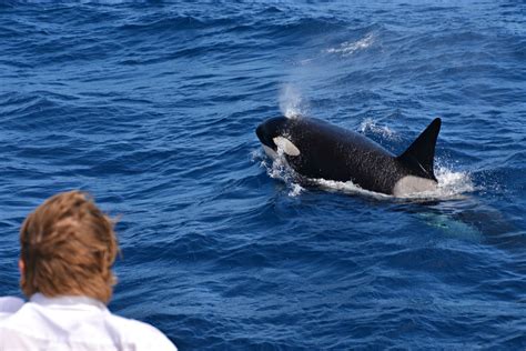 Orca Whale Watching Cruise Full Day Bremer Bay Adrenaline