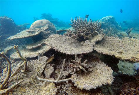 The Great Barrier Reef Is Dying And Global Warming Set The Scene The