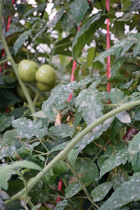 Powdery Mildew Disease Symptom On Tomato Leaf Stock Photo Image Of