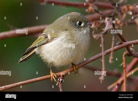 Ruby Crowned Kinglet On Branch Stock Photo Alamy