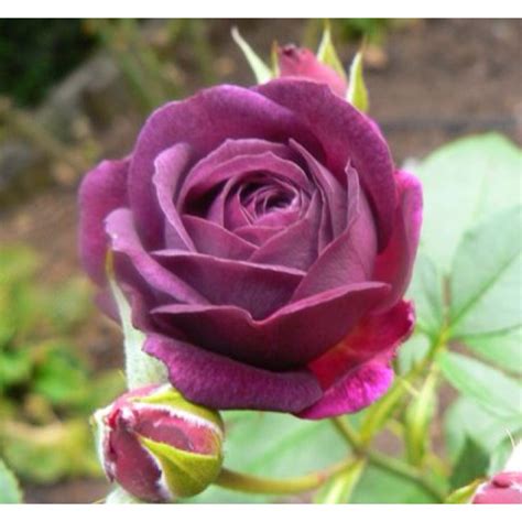 Purple Eden Rose