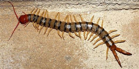 Get Rid Of Centipedes In The House And Avoid Bites In Hawaii Calling