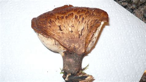Mushroom Identification In West Virginia Please Mushroom Hunting