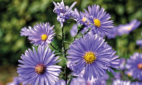 Michaelmas Daisies Round And About Magazine