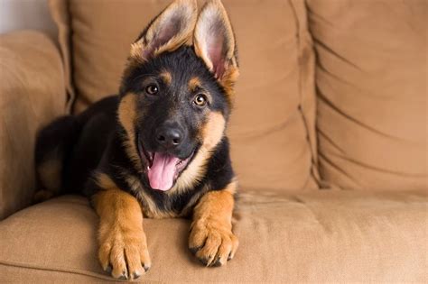 Do German Shepherds Ears Stand Up On Their Own