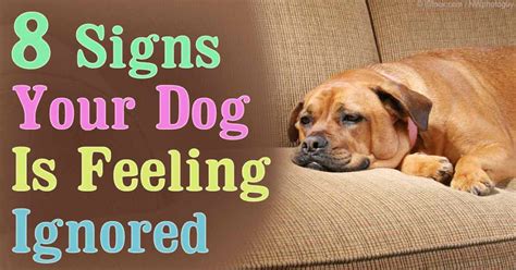 Angry words get louder when people do not listen. 8 Signs Your Dog Is Feeling Unloved