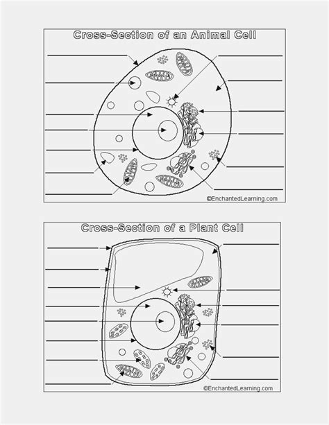 Animal And Plant Cells Worksheet Yooob — Db