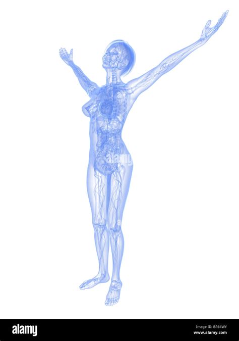 Anatomie de la femme Banque d images détourées Alamy