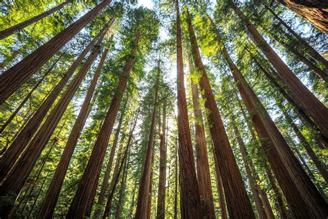 Jedediah Smith Redwoods State Park California •