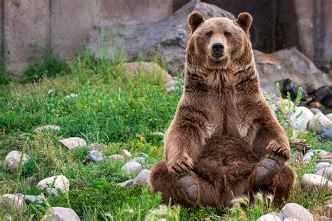 Animal Bear Hd Wallpaper