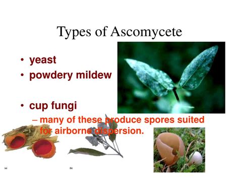 Ppt Ascomycetes Phylum Ascomycota Powerpoint Presentation Id318553