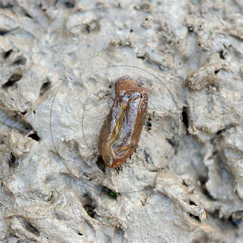 Patrick Glaume Photographe animalier | Crotte de Rat surmulot