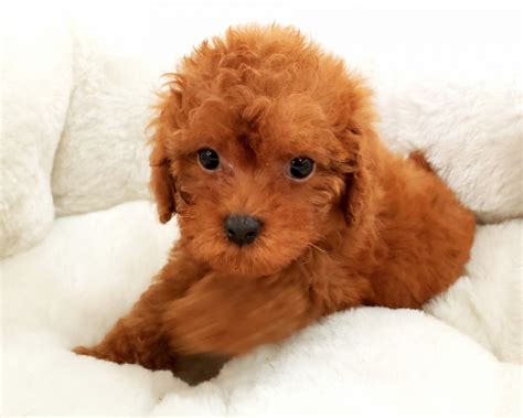 Poodle Puppies For Sale | Orange County, CA #283457