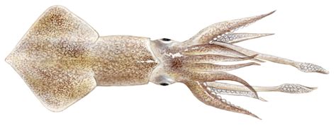 Japanese squid | Asociación Conxemar