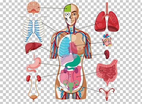 Human Body Organ Diagram Anatomy PNG Clipart Anatomy Chart Diagram Human Human Anatomy