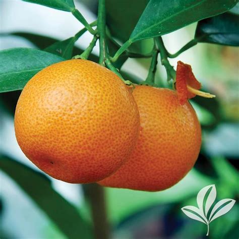 Citrus Citrus Unshiu Miho Miho Satsuma Mandarin Tree From Greenleaf