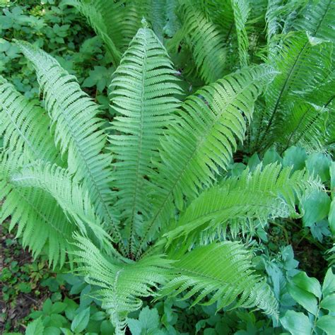 Matteuccia Struthiopteris Ostrich Fern Perennial Tree Fern 9cm Pot