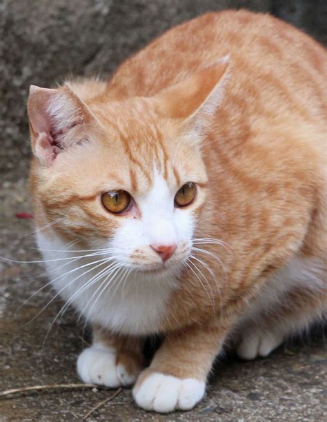 Here's how to check for ear mites in cats so you can treat and prevent them from spreading. Kagoshima isle neutering 3,000 cats in bid to protect rare ...