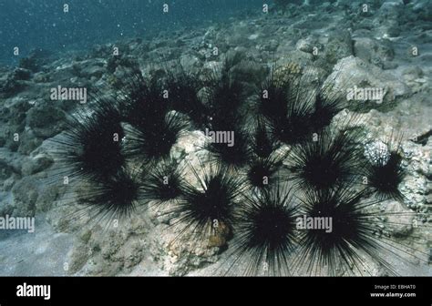 Hatpin Urchin Longspined Sea Urchin Diadema Setosum Stock Photo Alamy