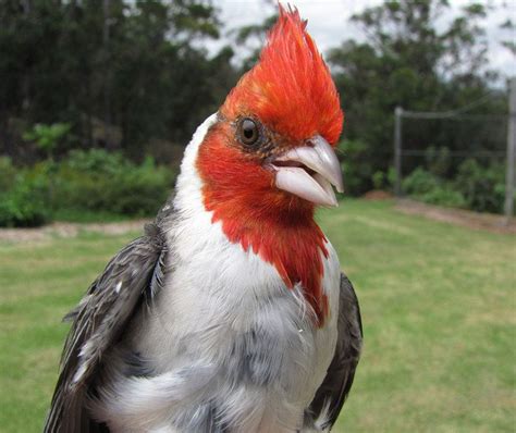 Meet The Red Crested Cardinal