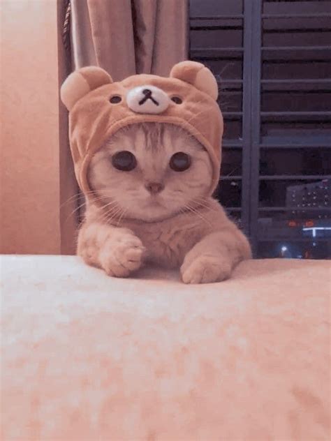 Aesthetic Cat 🐈🐾 Котята Очаровательные котята Пушистый кот