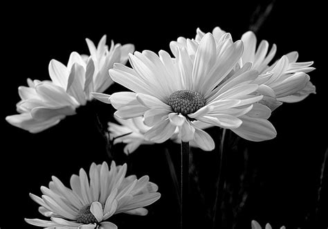 Flora Margarida Margaridas Foto Gratuita No Pixabay Pixabay