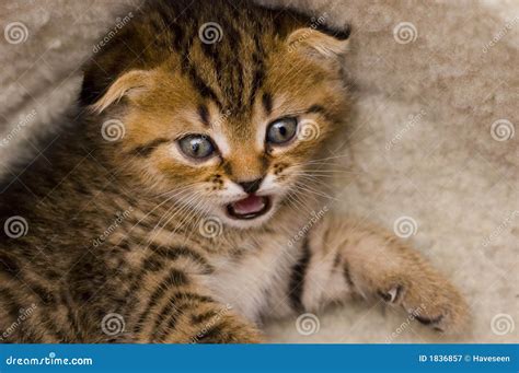 Scared Kitten Stock Image Image Of Friendship Claw Feline 1836857