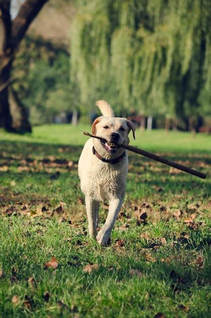Premium Photo Dog With Stick