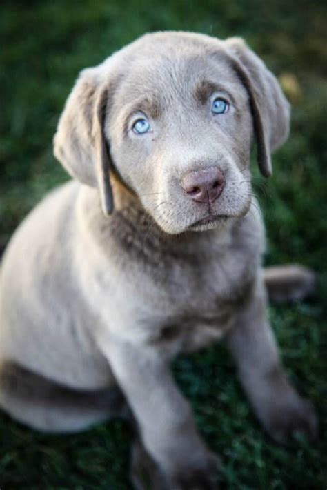 Road racing world championship grand prix season. Labrador Retriever - Intelligent and Fun Loving | Lab puppies
